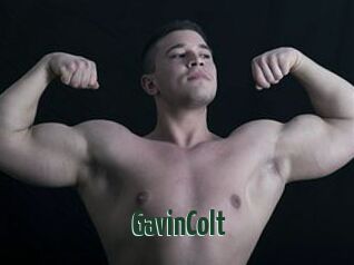 GavinColt